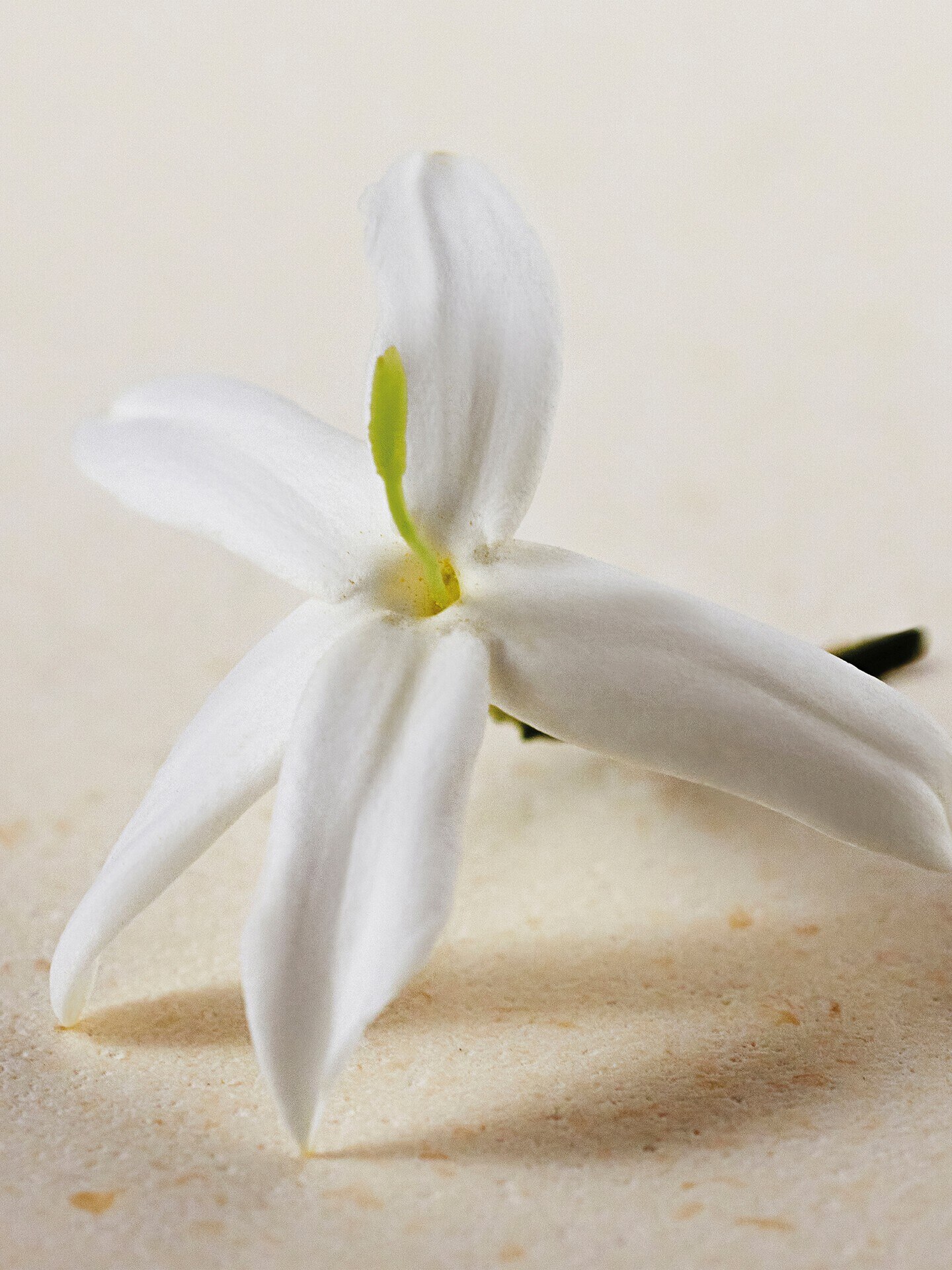 Atelier des Fleurs - Coffret d&eacute;couverte parfums - 3