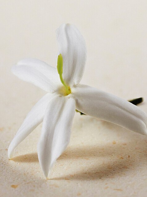 Atelier des Fleurs - Gel douche parfum&eacute; Jasminum Sambac