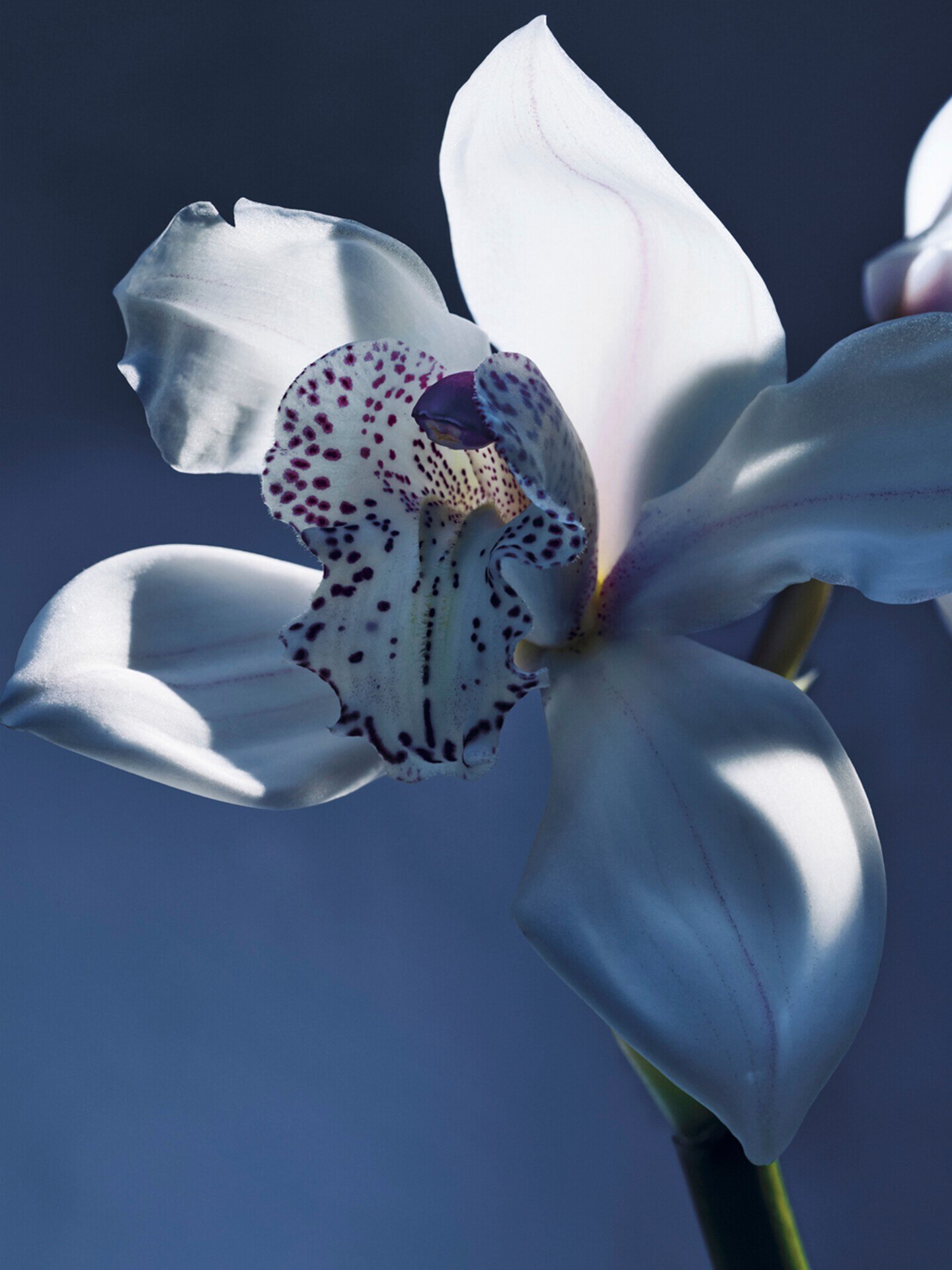 Atelier des Fleurs Orchid&eacute;e de Minuit 1.7 fl oz - 4