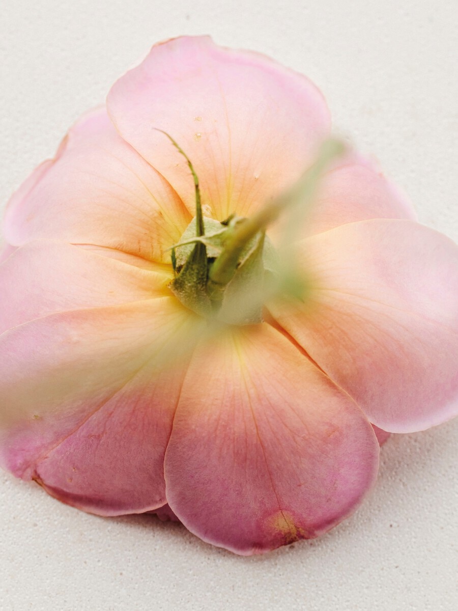 Atelier des Fleurs Rosa Damascena Eau de Parfum 150 ml - 4