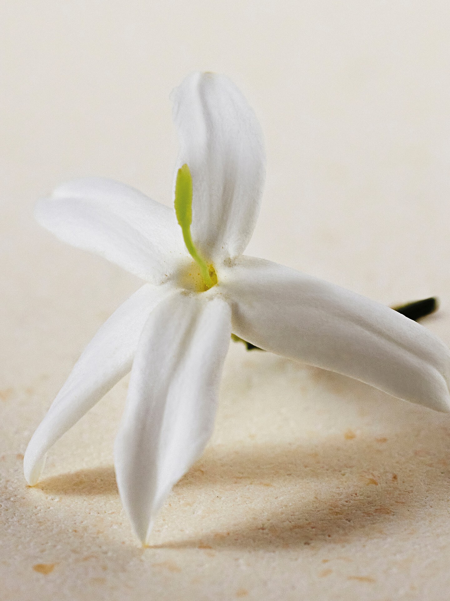 Gel de ducha perfumado Atelier des Fleurs Jasminum Sambac - 4