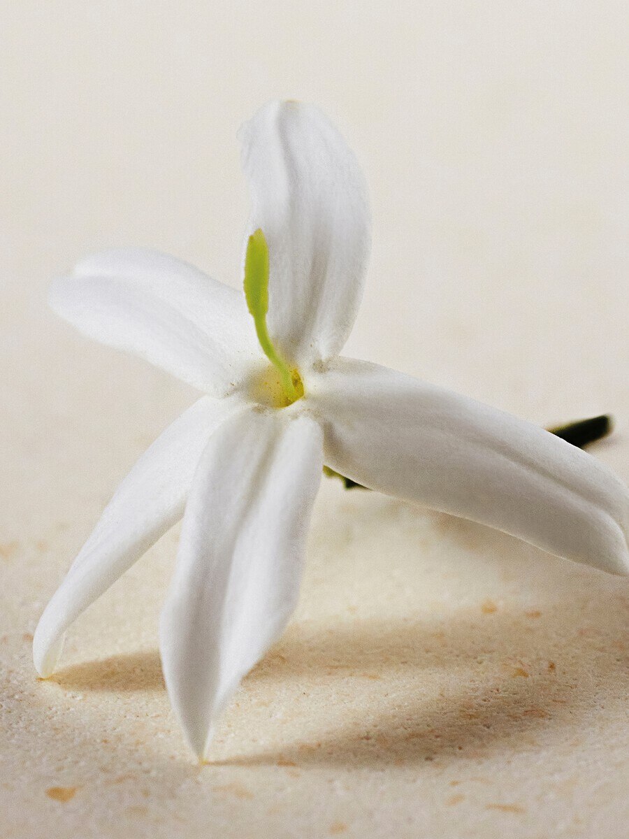 Atelier des Fleurs Jasminum Sambac 1.7 fl oz - 4
