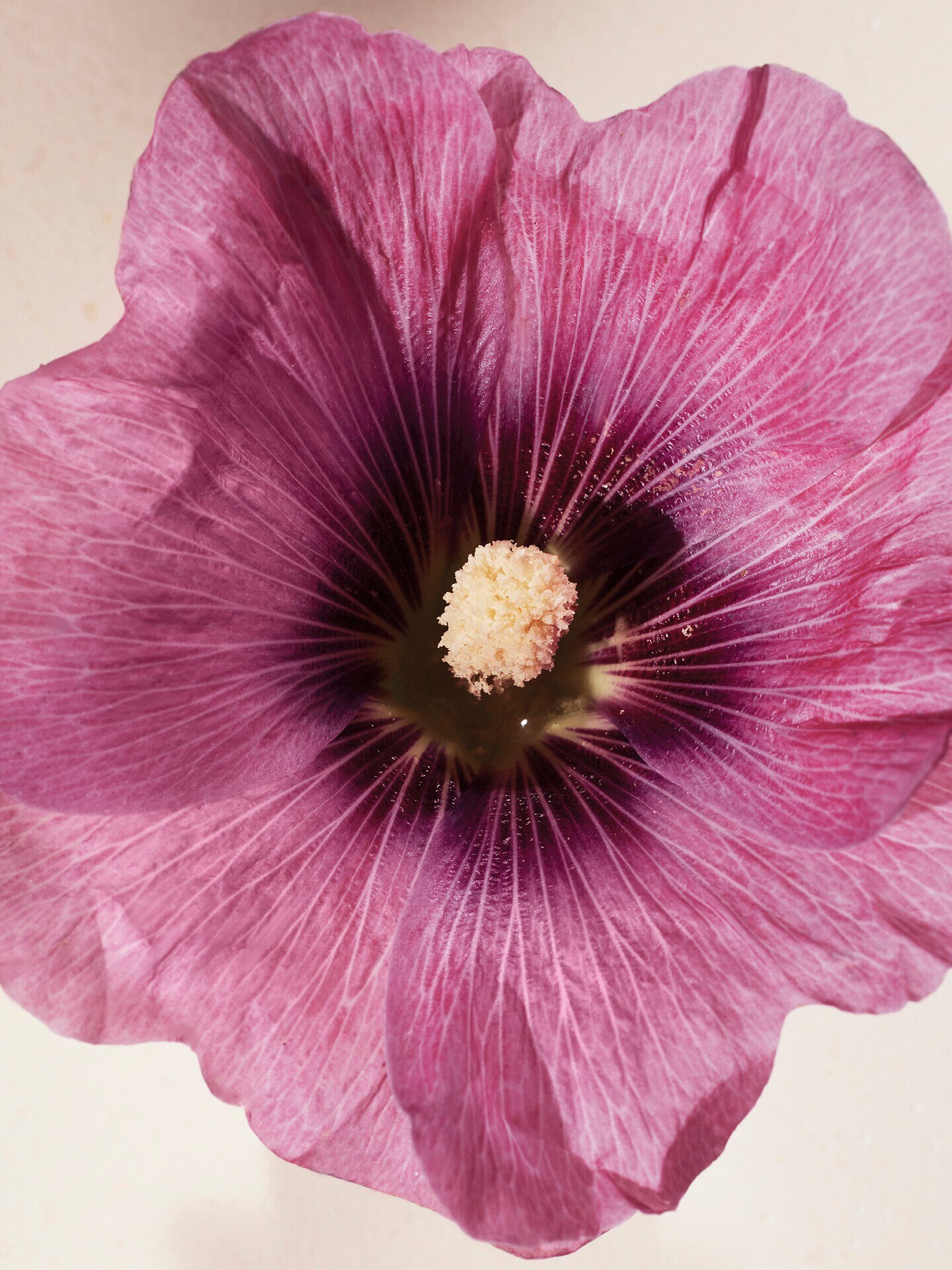 Atelier des Fleurs Hibiscus Abelmoschus Eau de Parfum 50 ml - 4