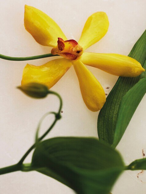 Atelier des Fleurs Vanilla Planifolia Eau de Parfum 5.1 fl oz