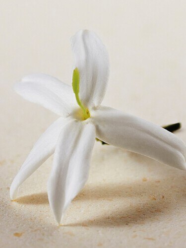 Atelier des Fleurs Jasminum Sambac Perfumed Body Lotion - 4