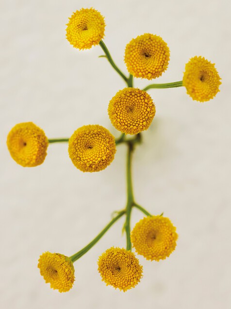 Atelier des Fleurs Immortelle Eau de Parfum