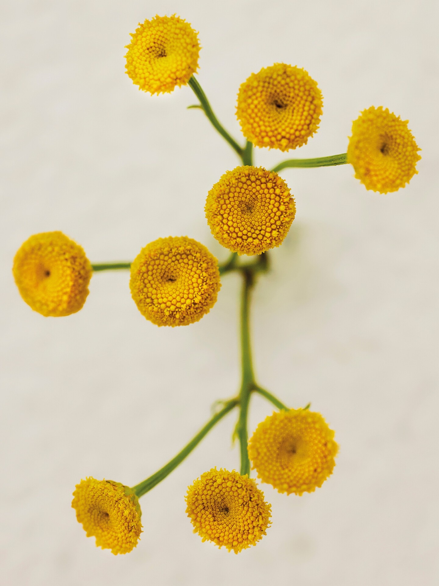 Atelier des Fleurs Immortelle - 4