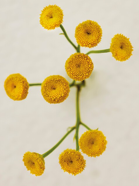 Atelier des Fleurs Immortelle