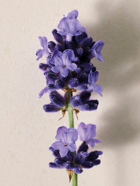 Atelier des Fleurs Lavanda Eau de Parfum