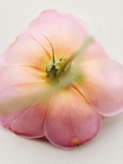 Atelier des Fleurs Rosa Damascena Eau de Parfum 50 ml