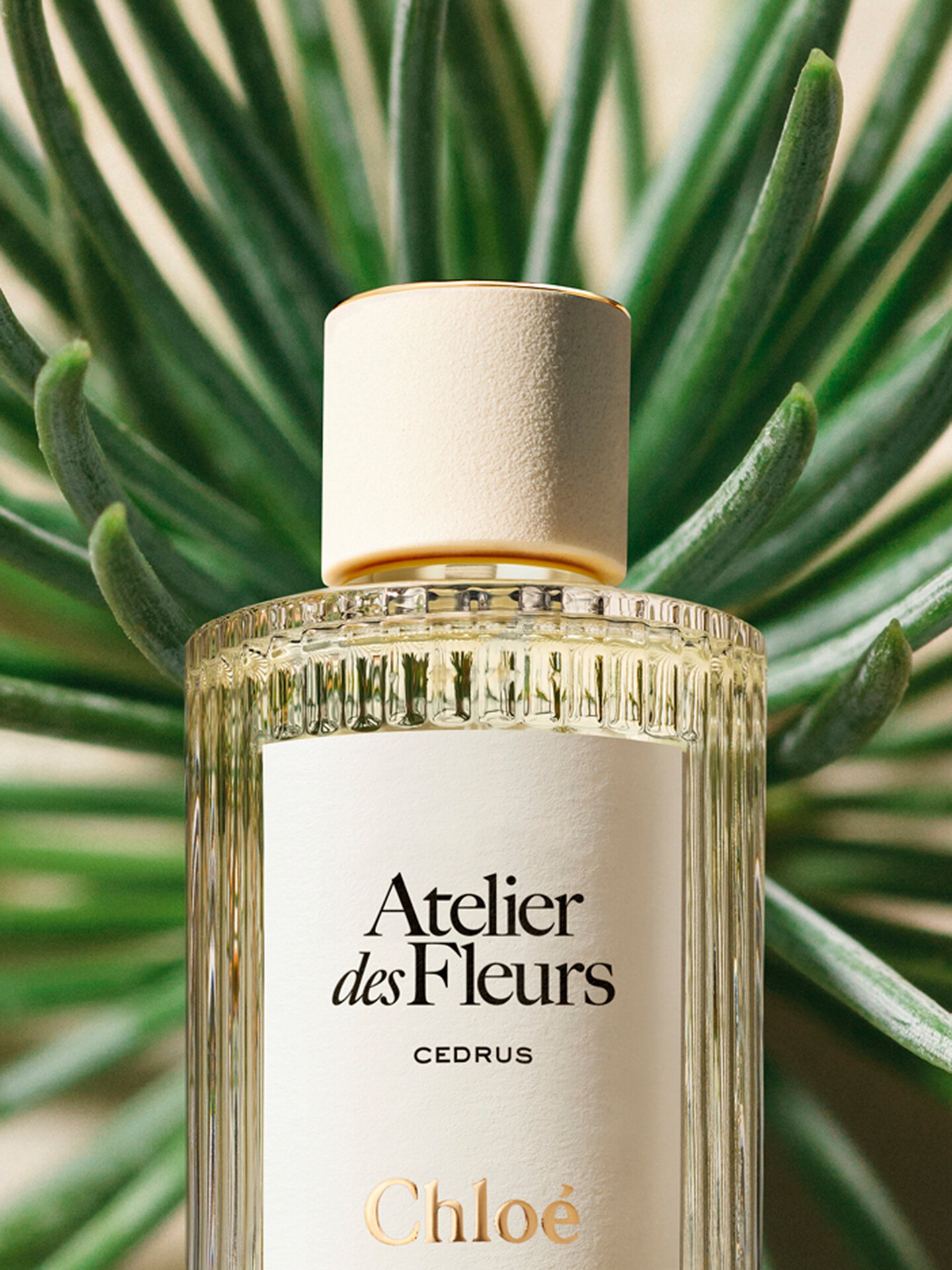 Atelier des Fleurs Cedrus Eau de Parfum 150 ml - 4
