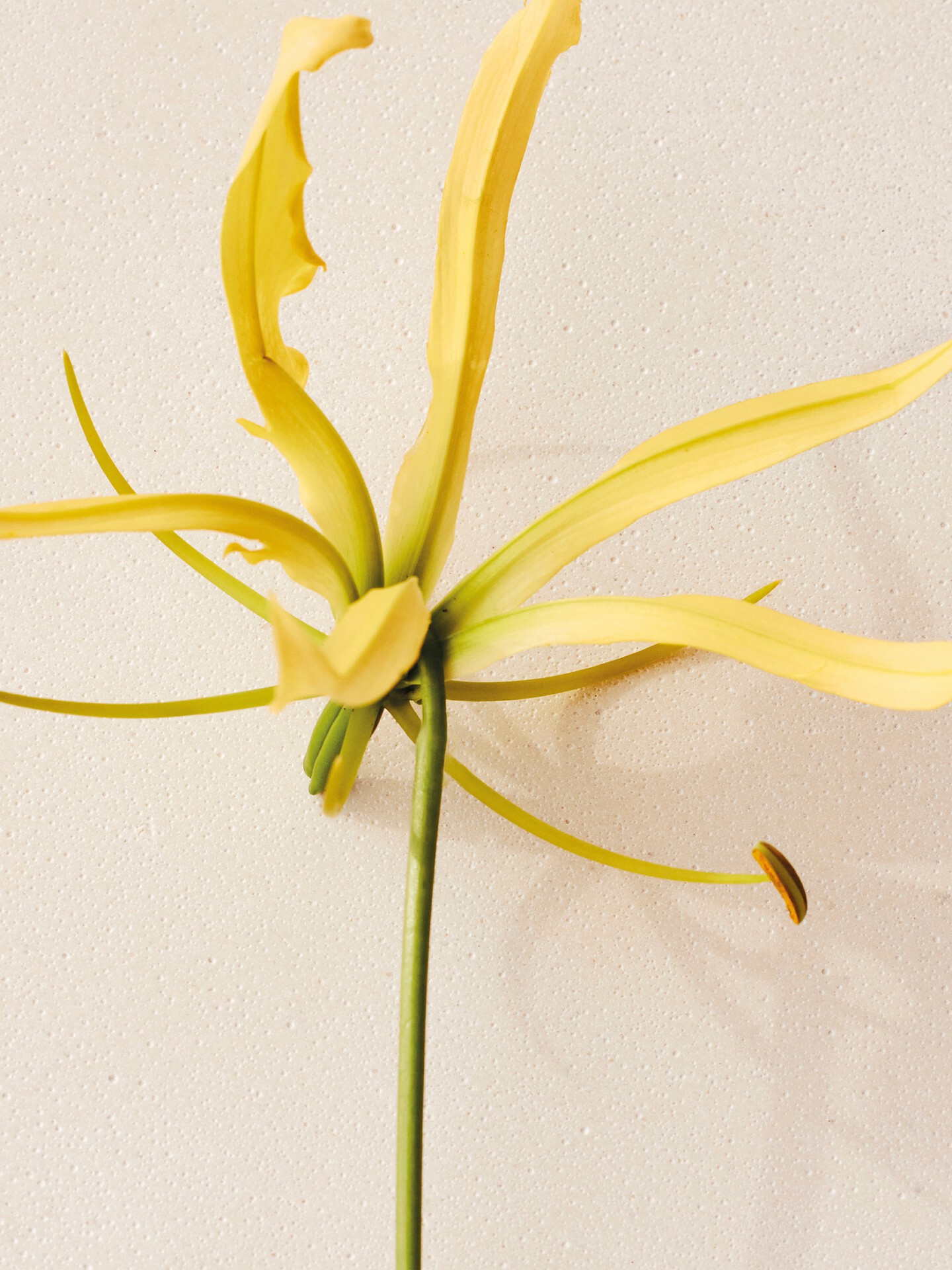 Atelier des Fleurs Ylang Cananga Eau de Parfum 50 ml - 4