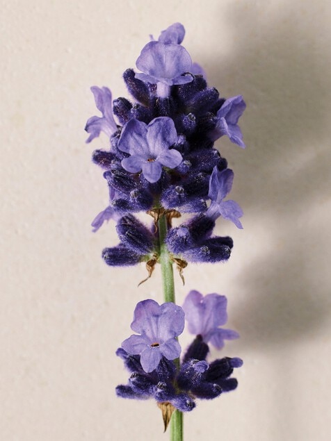 Atelier des Fleurs Lavanda Eau de Parfum 50 ml