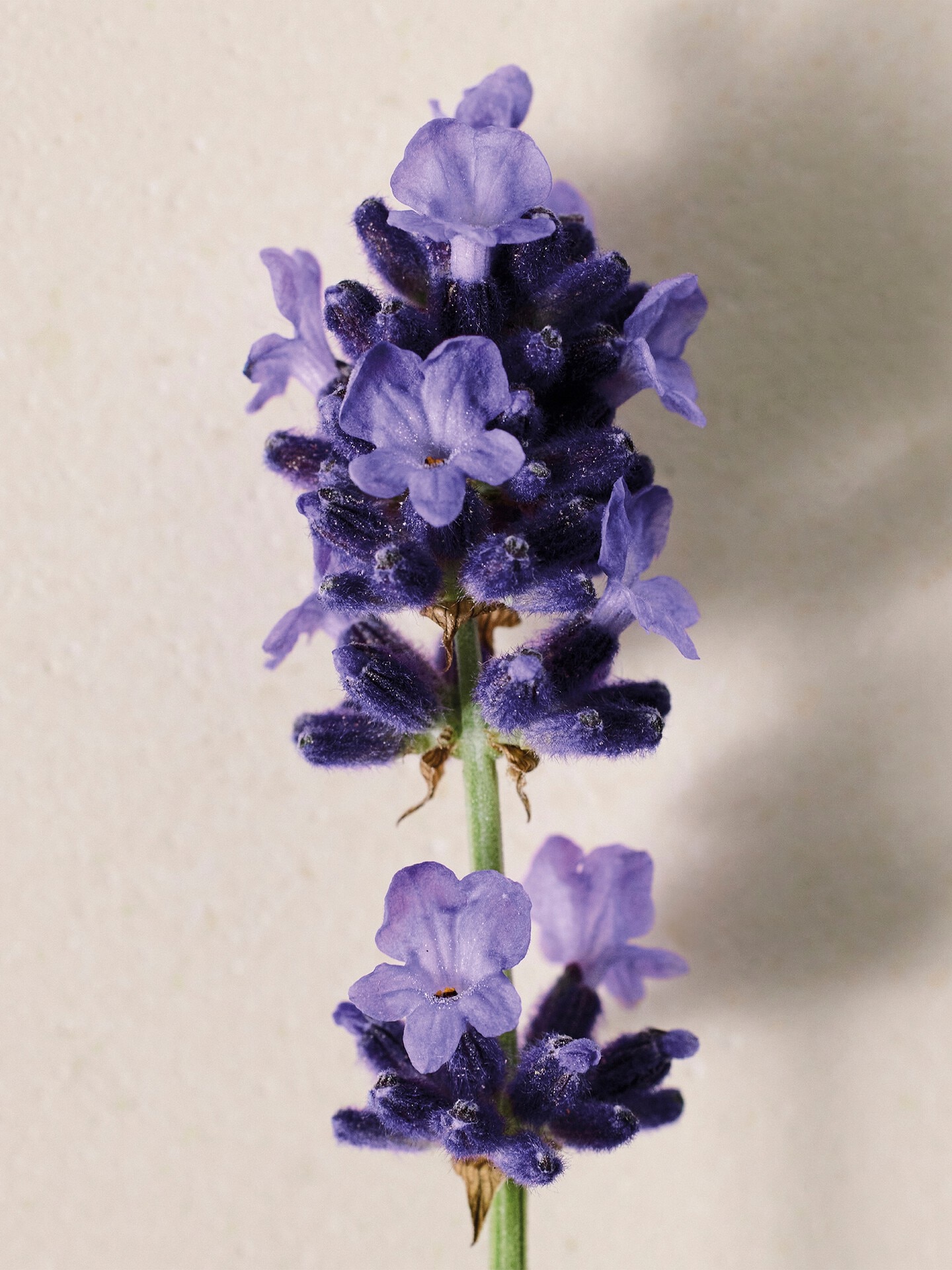 Atelier des Fleurs Lavanda Eau de Parfum 150 ml - 3.0