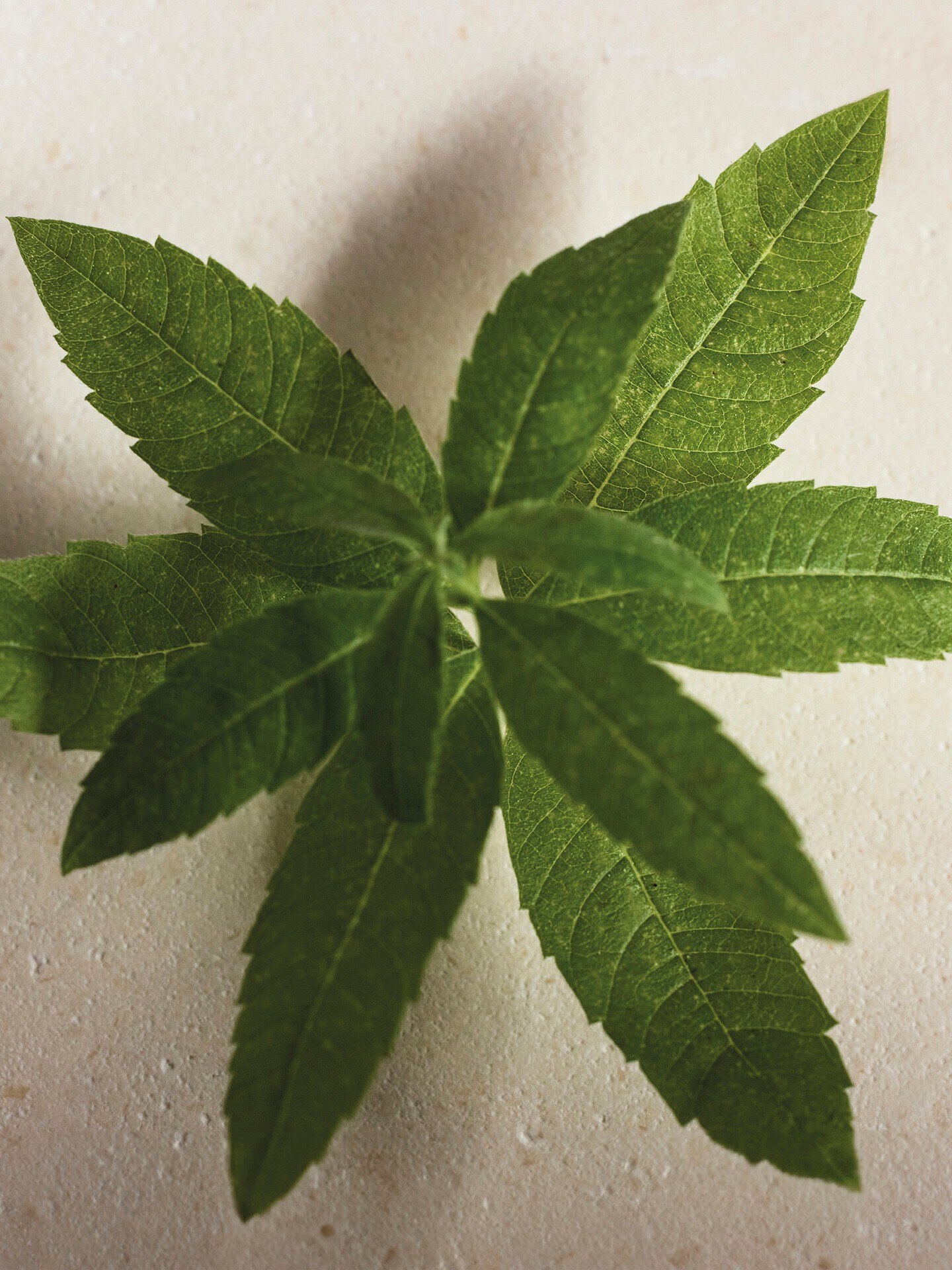 Atelier des Fleurs Verbena Eau de Parfum 150&nbsp;ml - 4