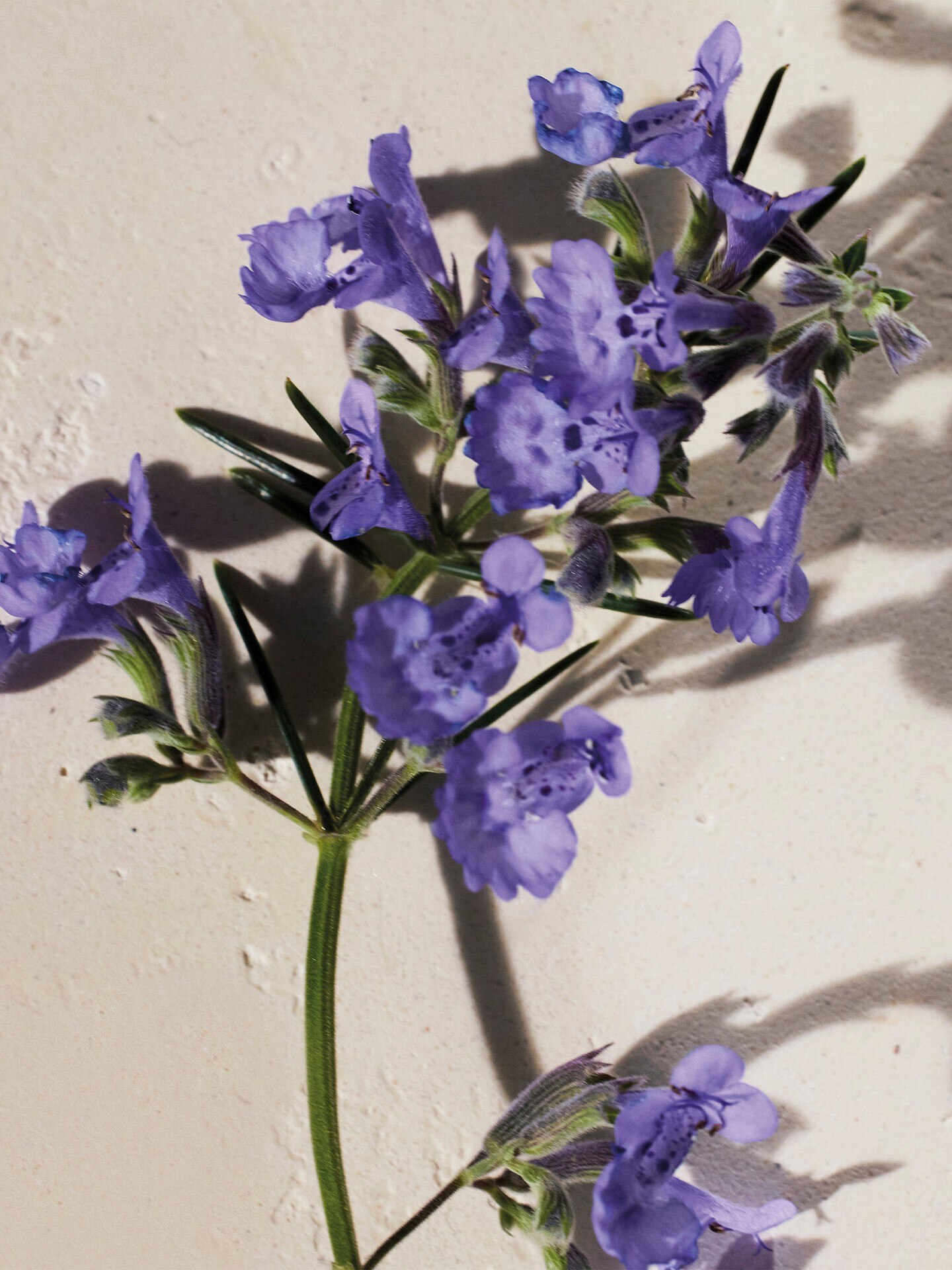 Atelier des Fleurs Hysope Parf&uuml;mierte K&ouml;rperlotion - 4