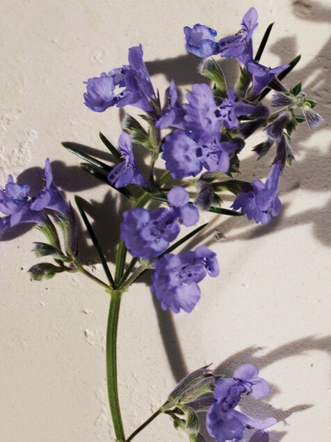 Gel de ducha perfumado Atelier des Fleurs Hysope