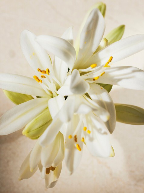 Atelier des Fleurs Tuberosa 1974 Eau de Parfum 150 ml