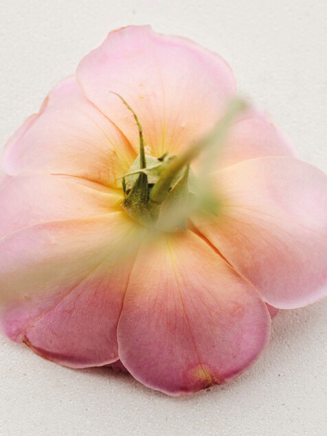 Atelier des Fleurs Rosa Damascena Eau de Parfum 50 ml