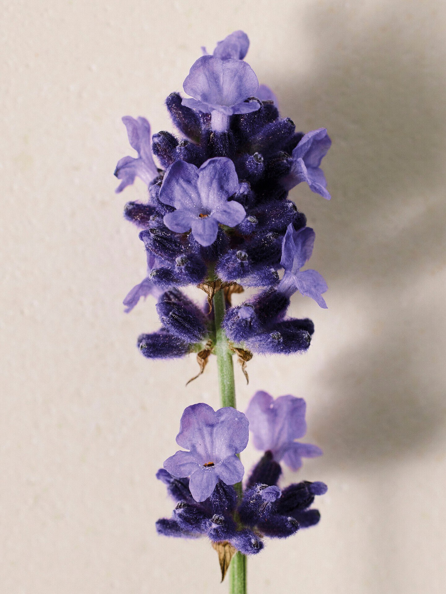 Atelier des Fleurs Lavanda Eau de Parfum 50 ml - 4