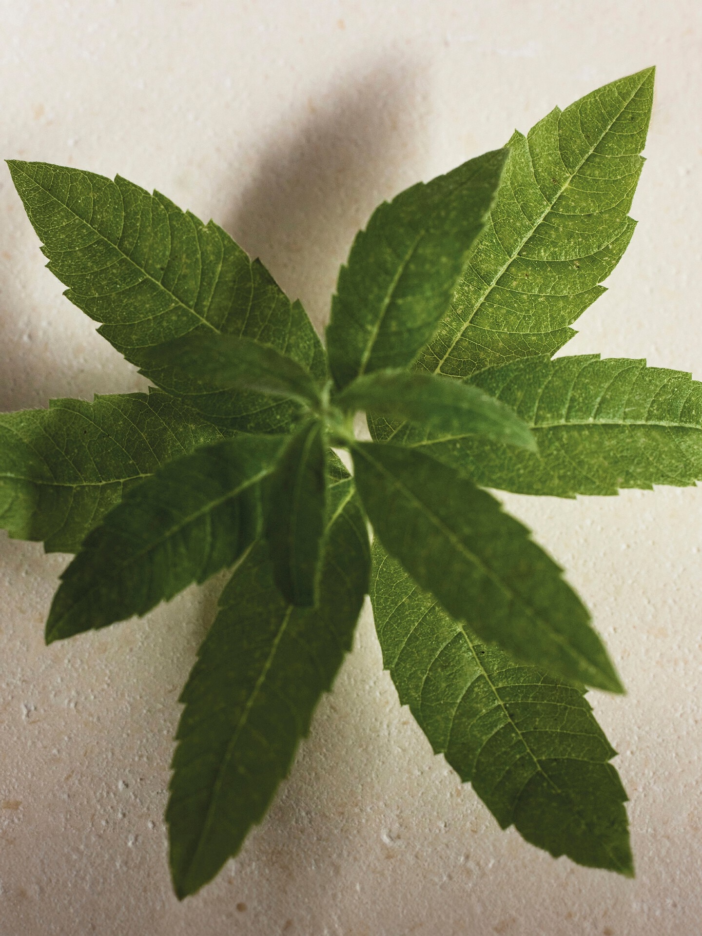 Atelier des Fleurs Verbena Eau de Parfum 5.1 fl oz - 4