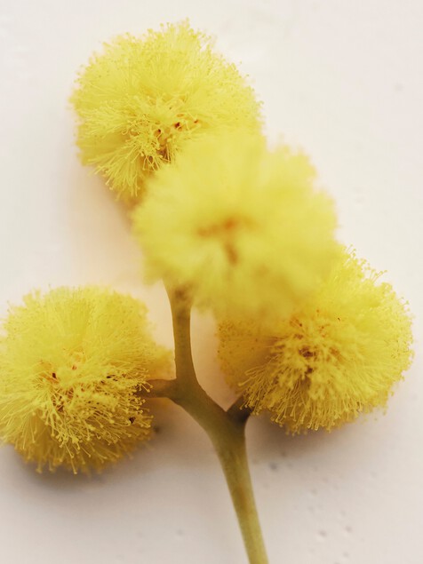 Atelier des Fleurs Herba Mimosa Eau de Parfum