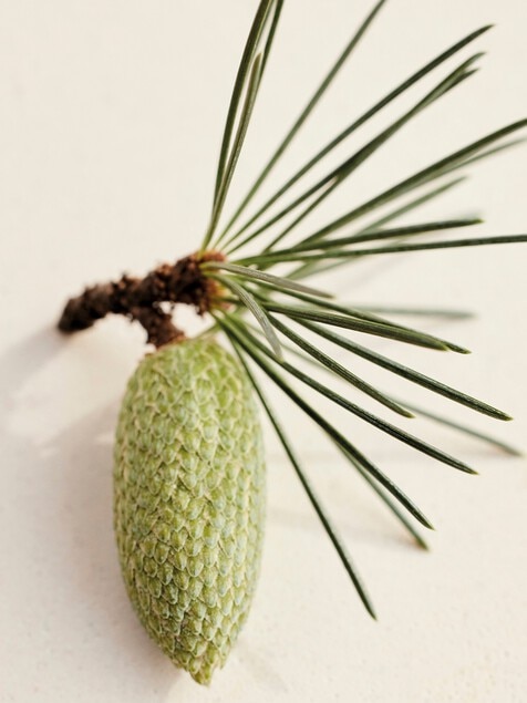 Atelier des Fleurs Cedrus