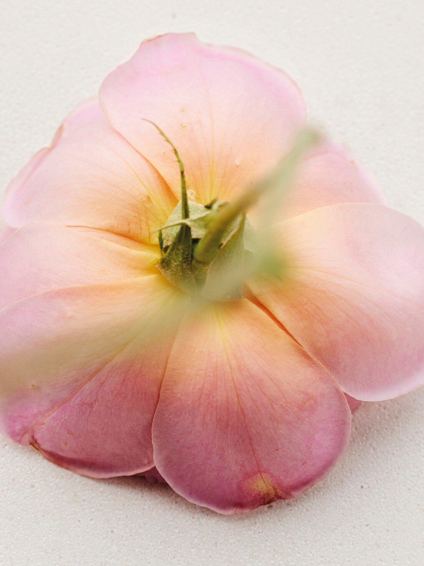 Atelier des Fleurs Rosa Damascena Eau de Parfum 150&nbsp;ml - 4