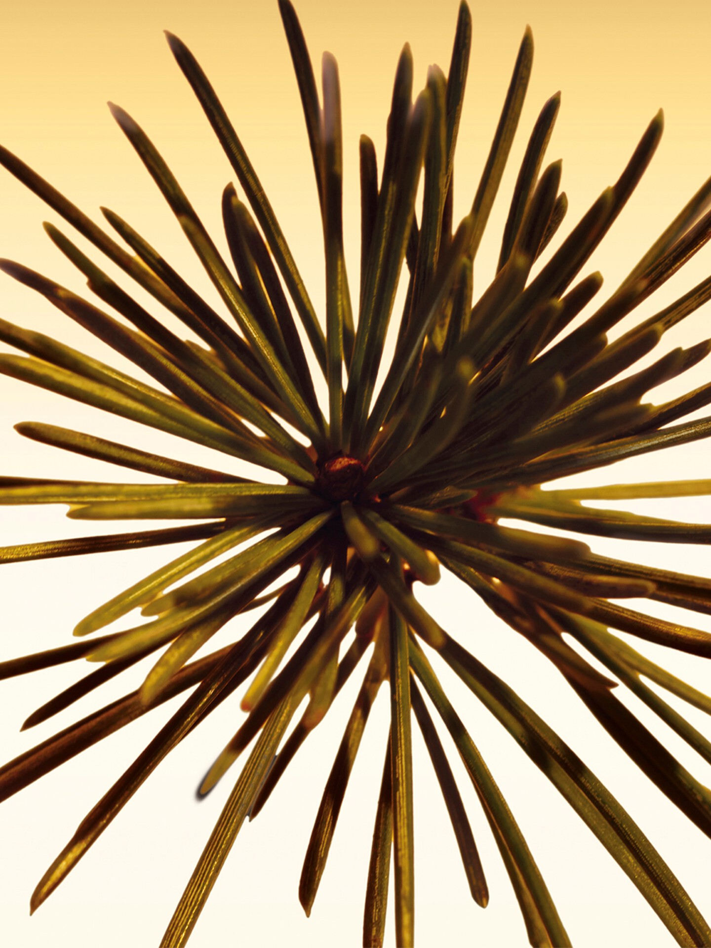 Atelier des Fleurs Cedrus Intense Eau de Parfum 50&nbsp;ml - 5