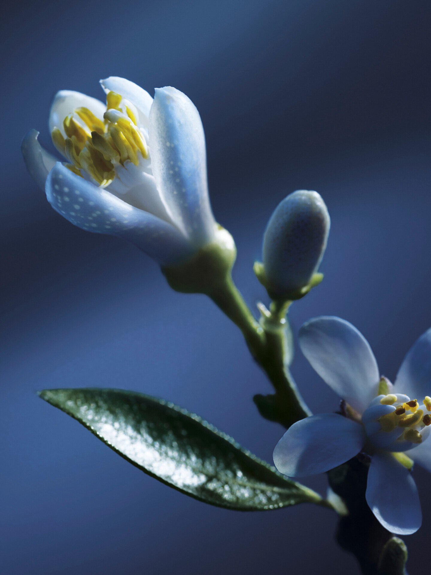 Atelier des Fleurs Nuit d&rsquo;Oranger Eau de Parfum 50 ml - 4