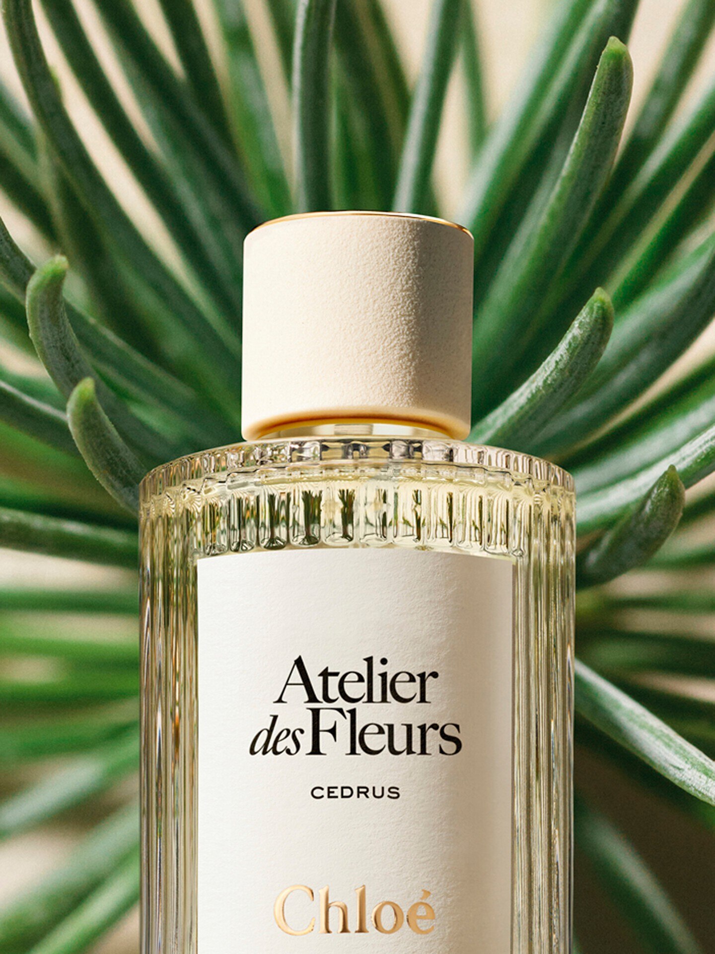 Atelier des Fleurs Cedrus Eau de Parfum 150 ml - 4