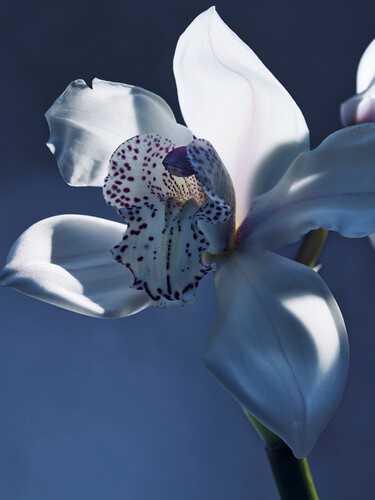Atelier des Fleurs Orchid&eacute;e de Minuit Eau de Parfum 50 ml - 4