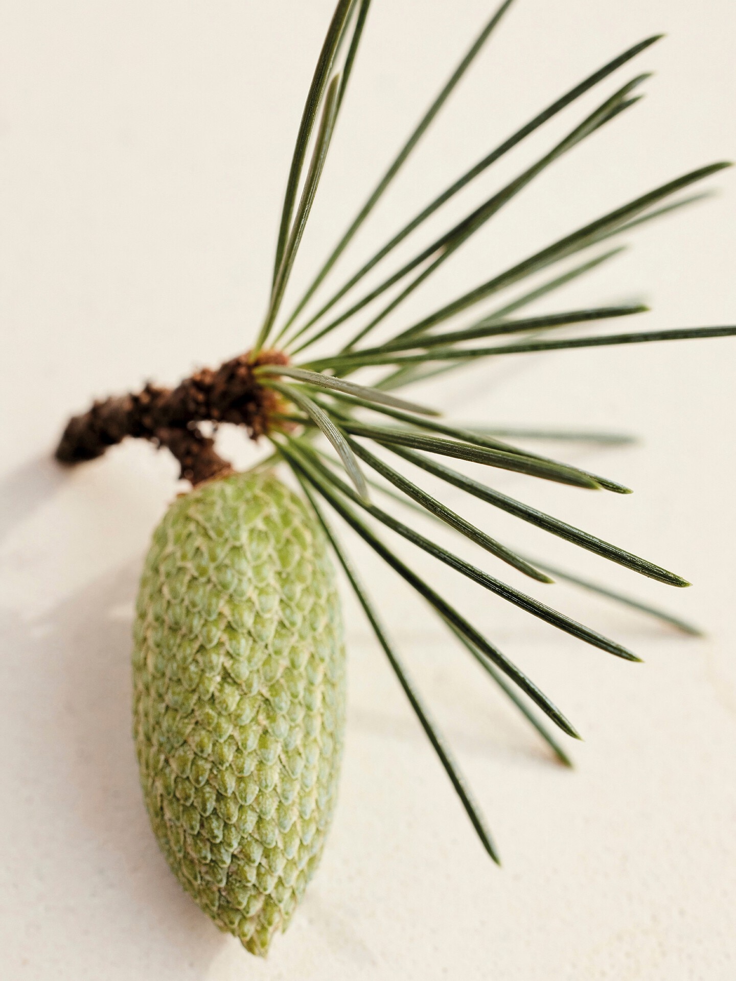 Loci&oacute;n corporal perfumada Atelier des Fleurs Cedrus - 4